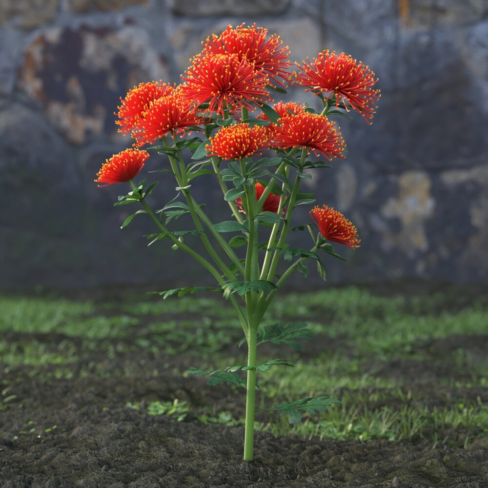 Chrysanthemum Flower 3D 모델 