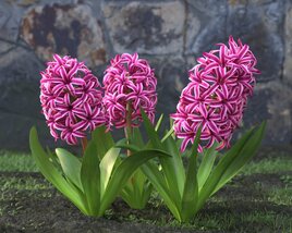 Hiacynth Flowers 3D model
