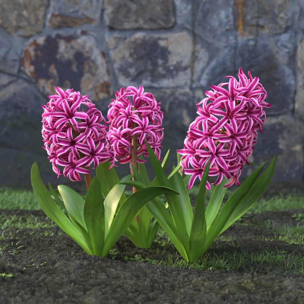 Hiacynth Flowers Modelo 3D