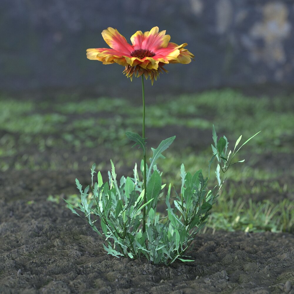 Gailardia Grandiflora 3D модель