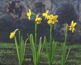 Yellow Narcissus 3D 모델 