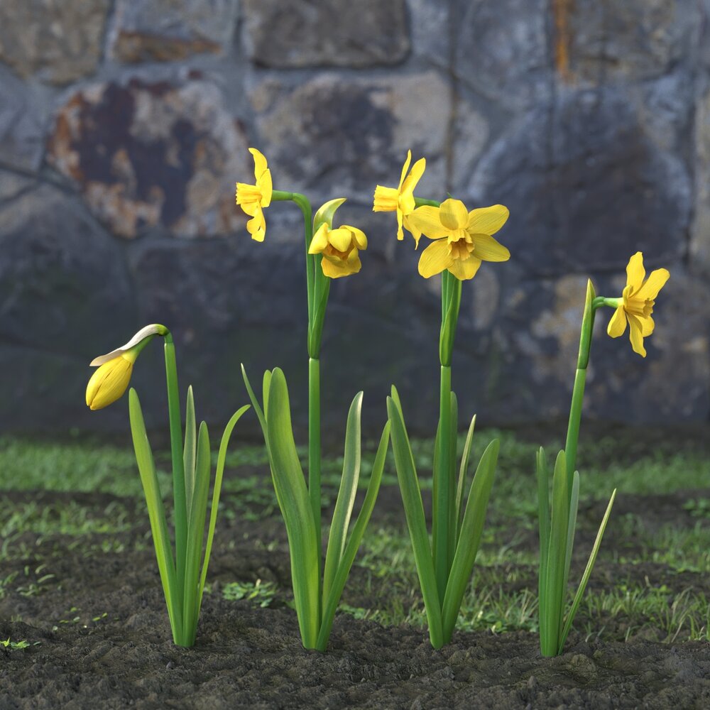 Yellow Narcissus 3D模型