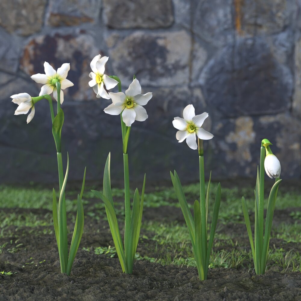 White Narcissus 3D model