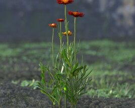Red Helichrysum Bracteatum 3Dモデル