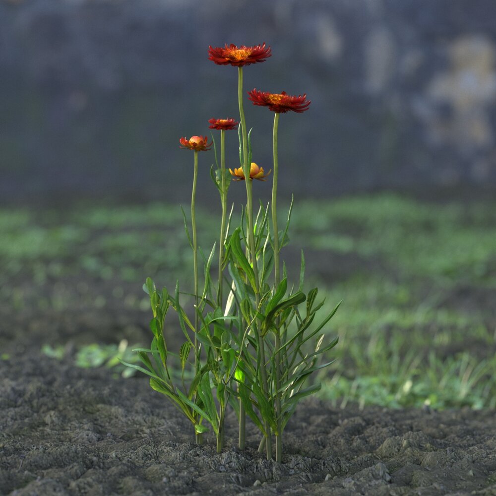 Red Helichrysum Bracteatum 3D模型