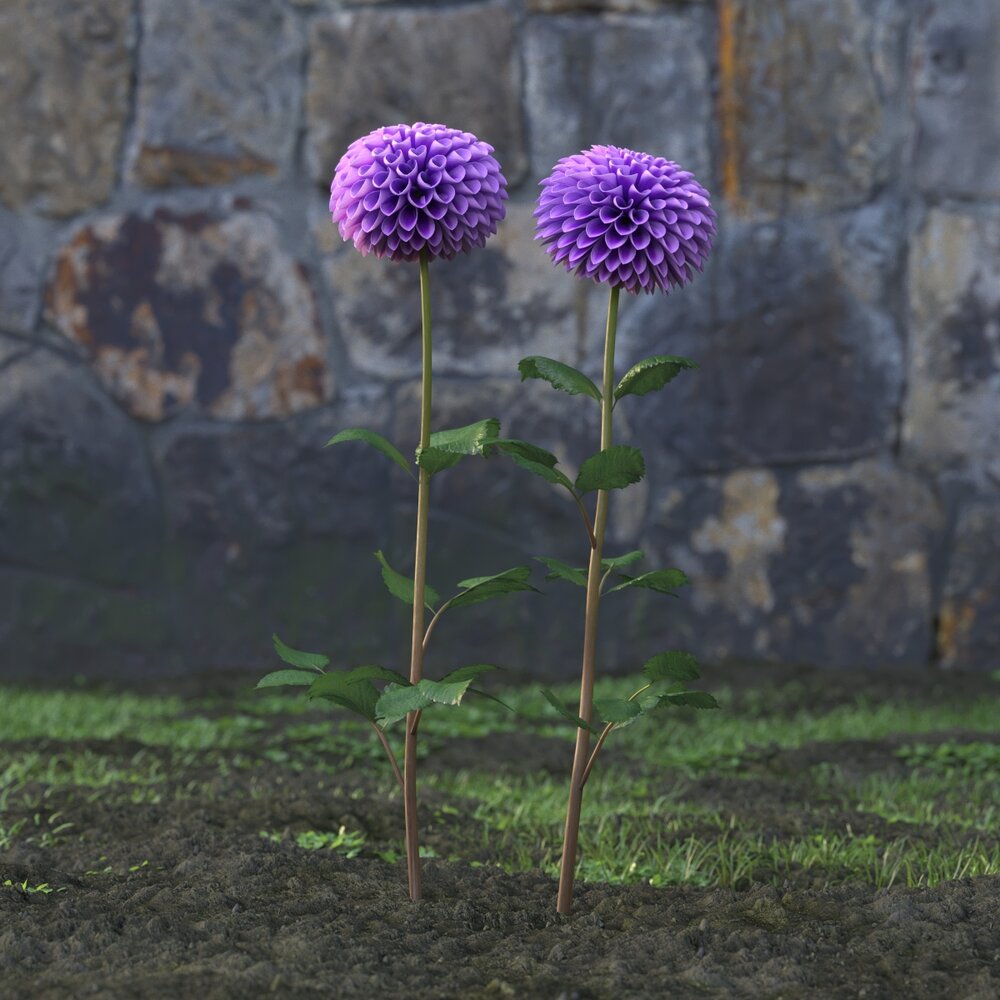 Pink-Flowered Dahlia 3D модель