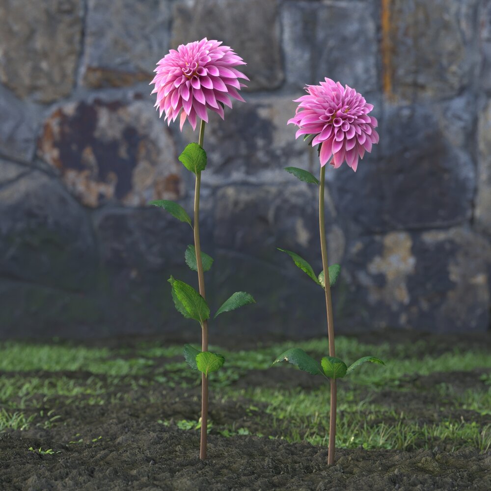 Pink Dahlia 3Dモデル