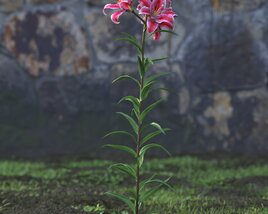 Red Lilium 3D-Modell
