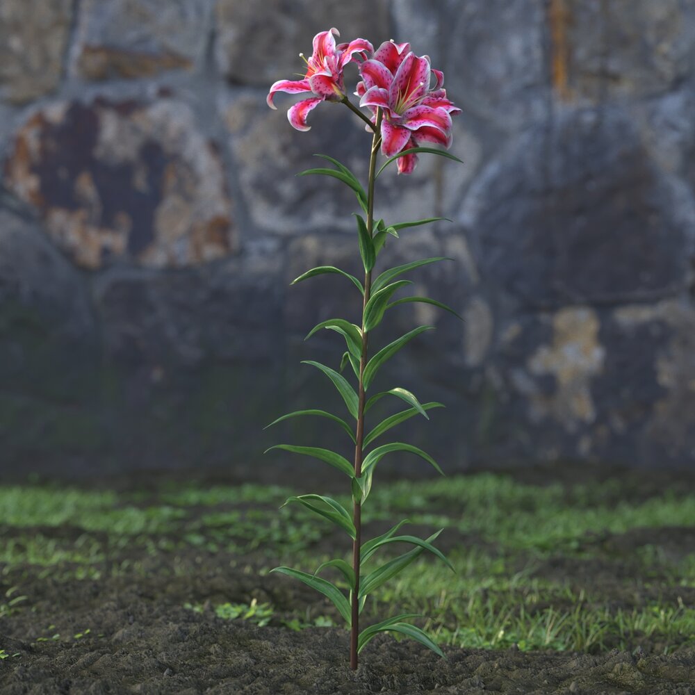 Red Lilium 3D-Modell