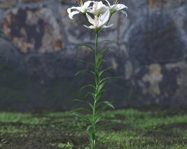 White Lilium 3D model