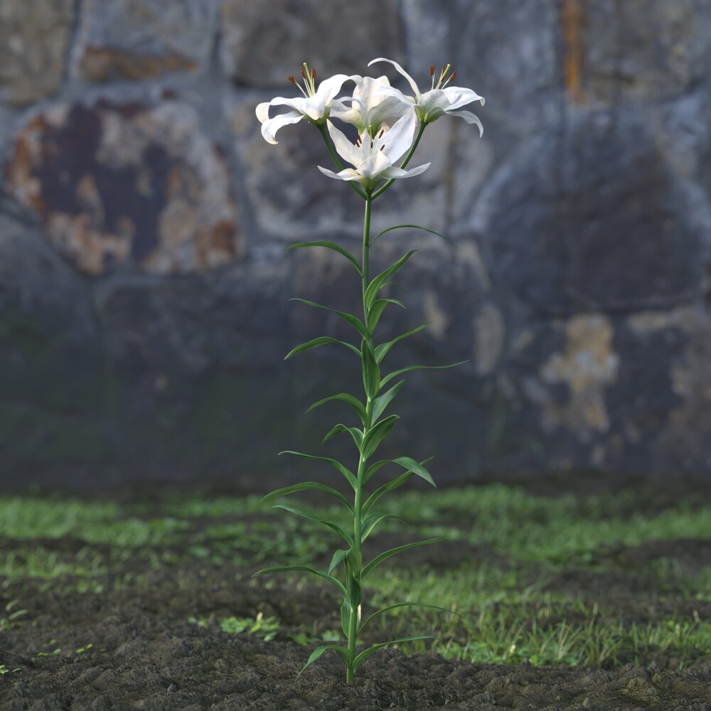 White Lilium 3d model