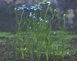 Blue Nigella Sativa Flower 3D 모델 