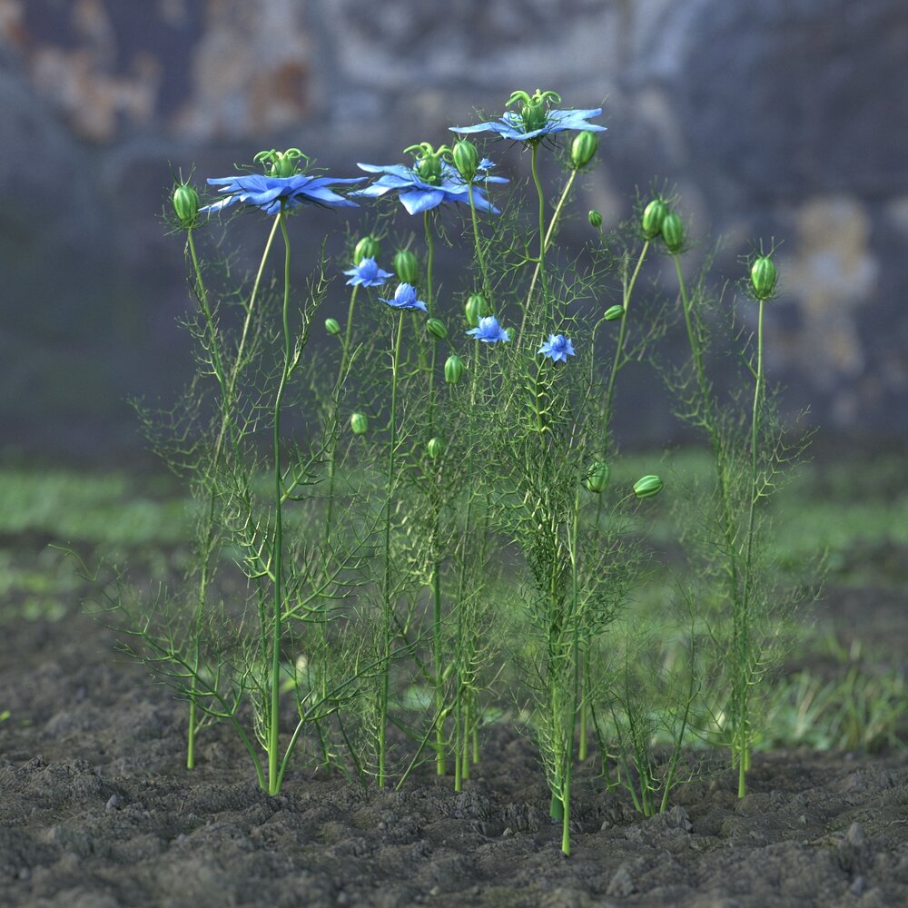 Blue Nigella Sativa Flower Modelo 3d