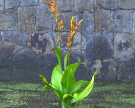 Canna Indica Flower 3D model