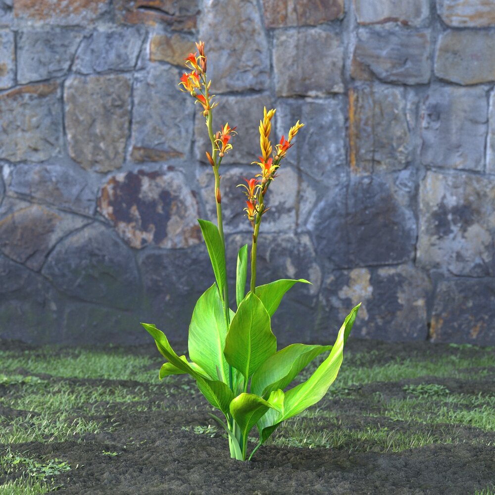Canna Indica Flower 3d model