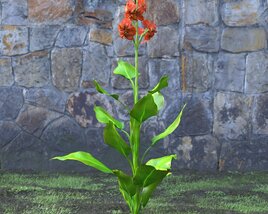Canna Indica 3D-Modell