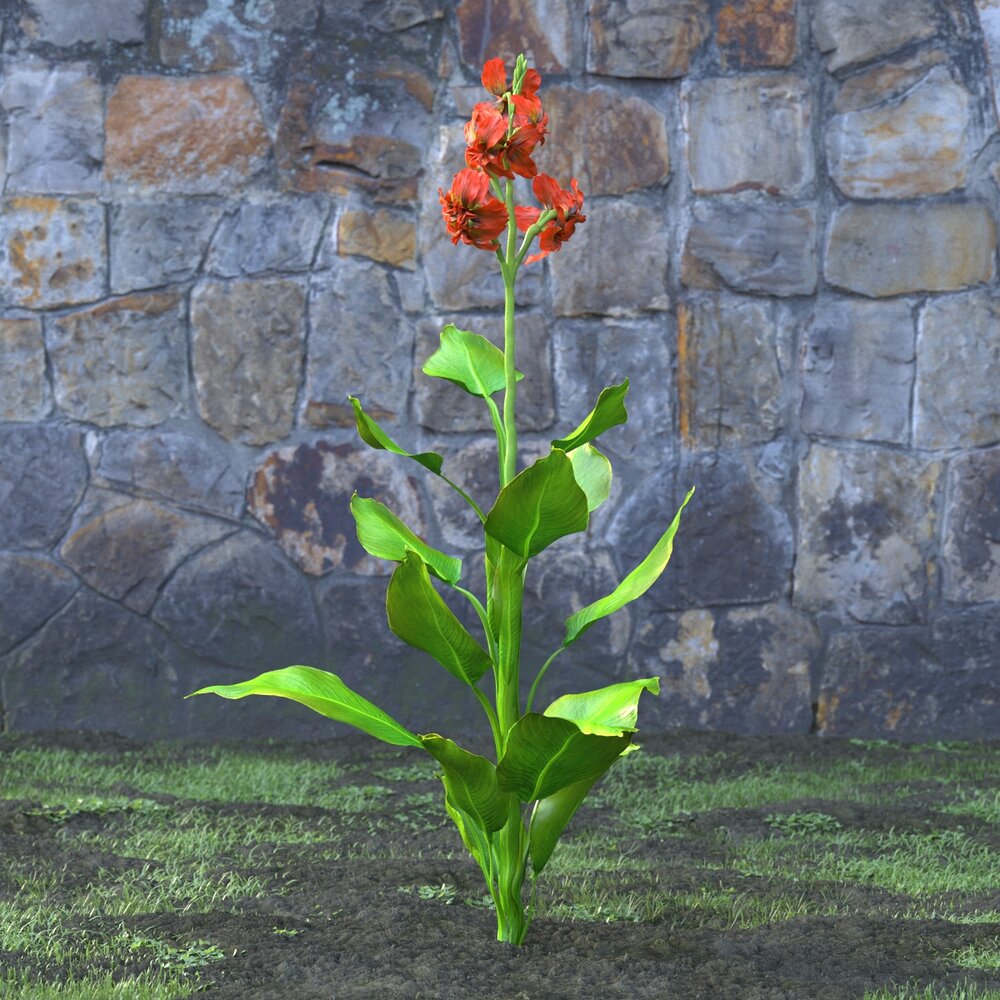 Canna Indica 3D-Modell