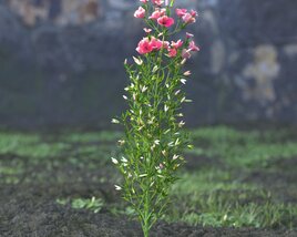 Godetia Grandiflora Flower Modèle 3D