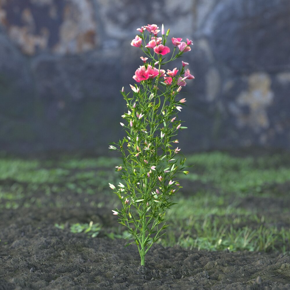 Godetia Grandiflora Flower 3D model