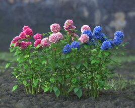 Hydrangea Flowers 3D model