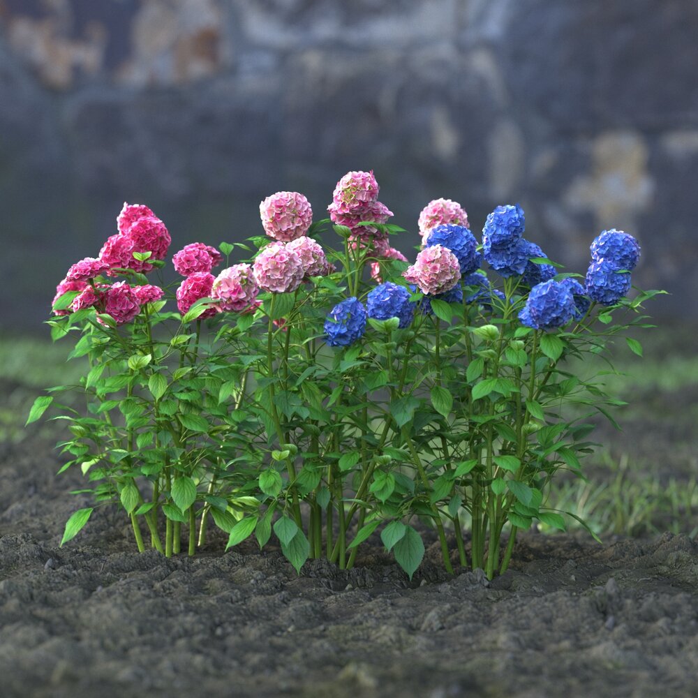 Hydrangea Flowers 3d model