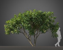 Small Loquat tree 3D model