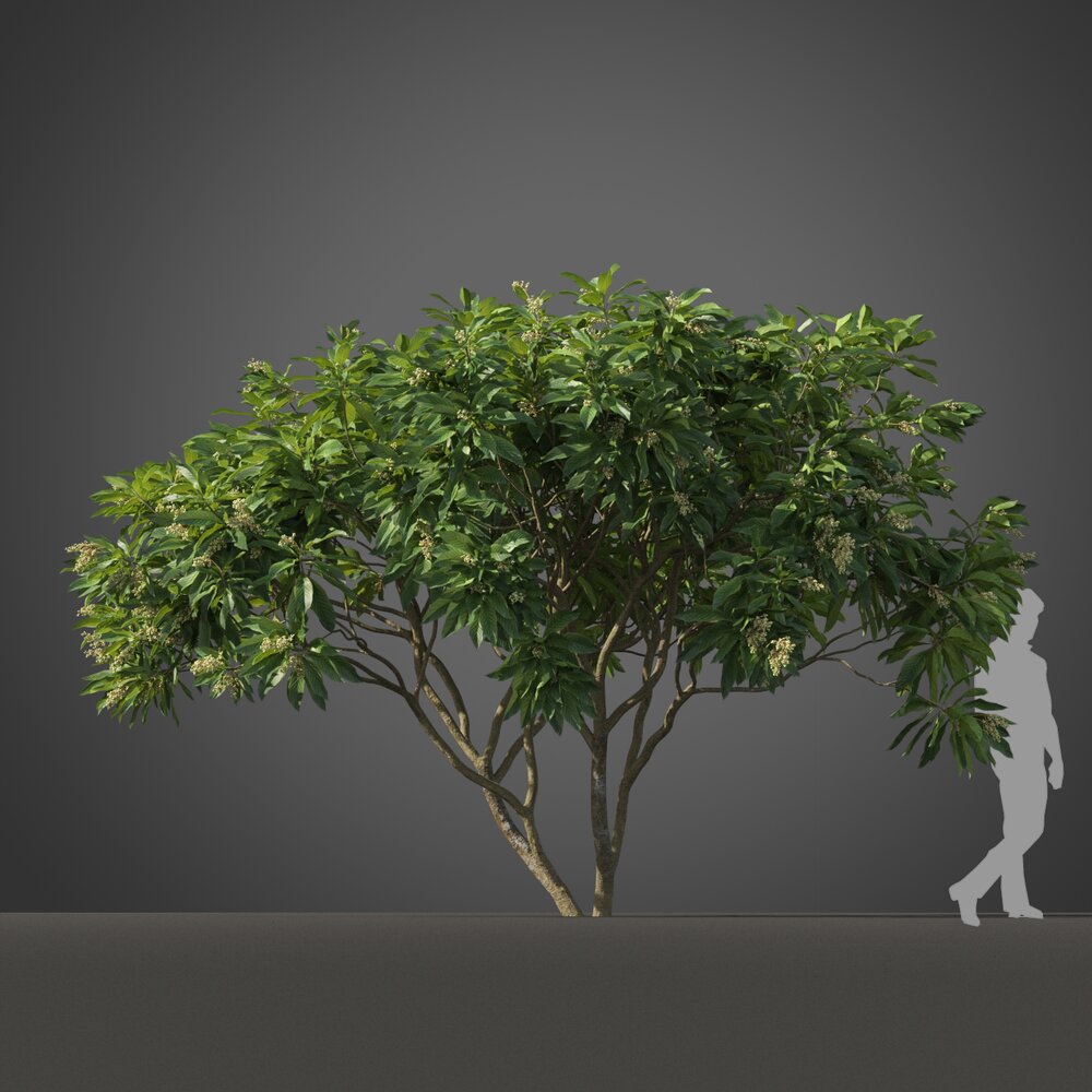 Small Loquat tree Modelo 3d