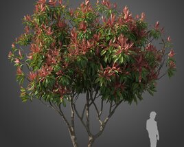 Loquat tree 03 3D model