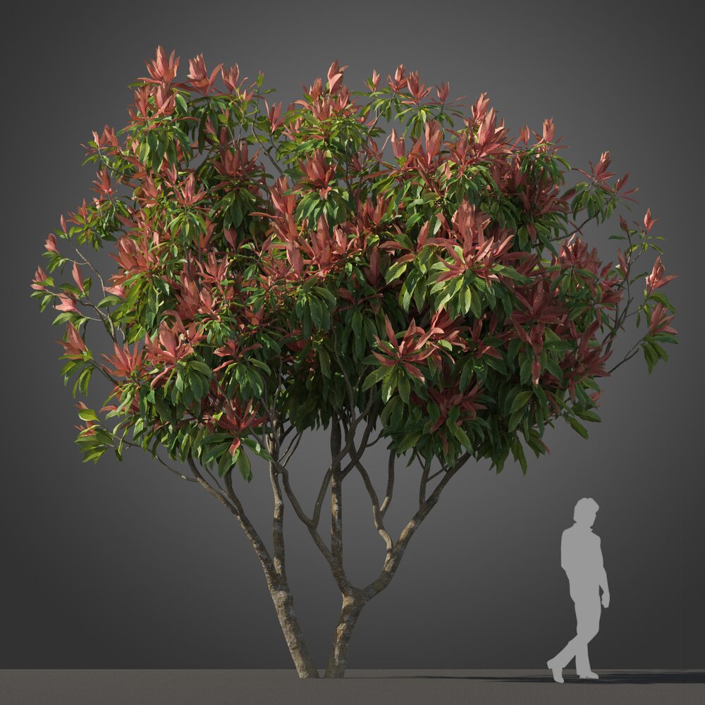 Loquat tree 03 3D-Modell