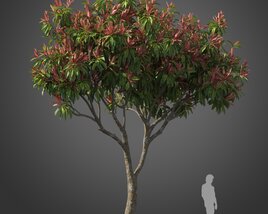Loquat tree 02 Modello 3D