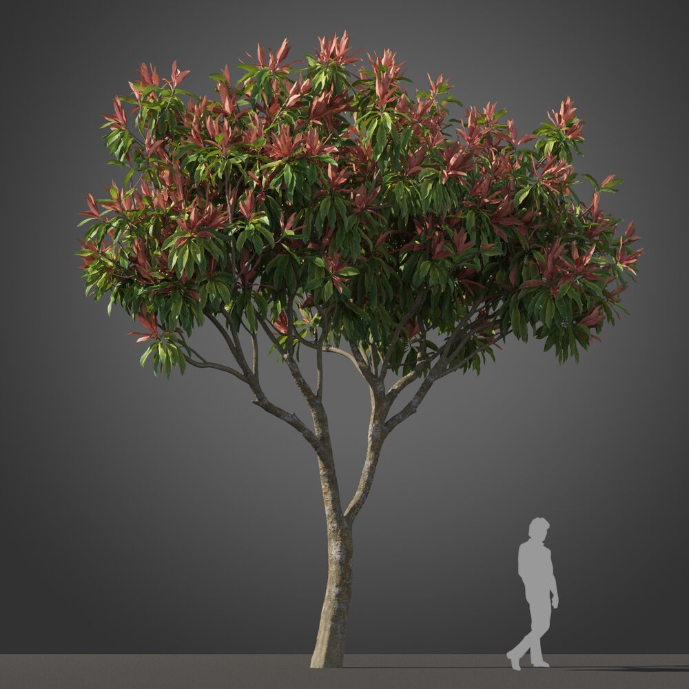 Loquat tree 02 3d model