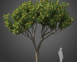 Loquat tree 3D model