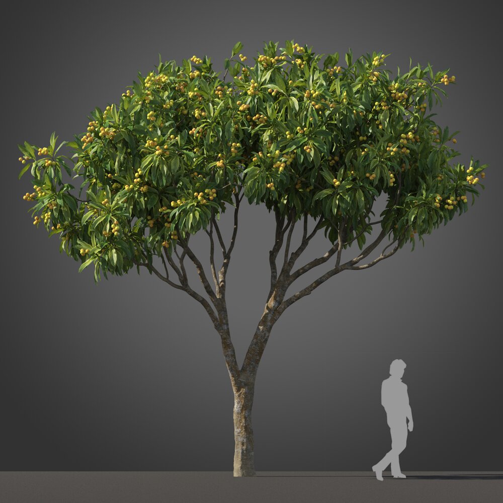 Loquat tree 3d model