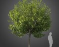 Michelia Champaca Tree 3D-Modell