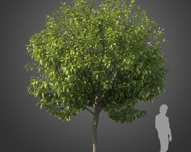 Michelia Champaca Tree Modello 3D