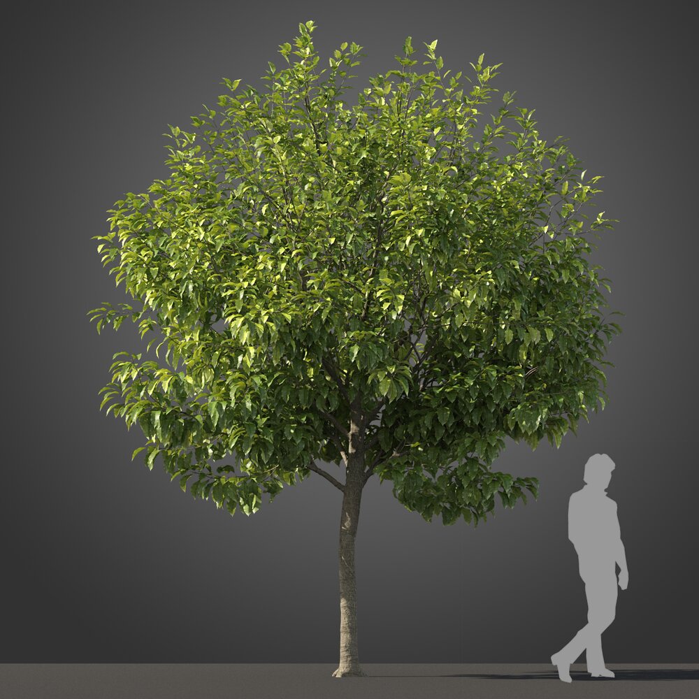 Michelia Champaca Tree Modello 3D