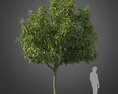 Magnolia Champaca Tree Modello 3D