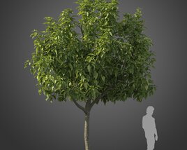 Magnolia Champaca Tree Modèle 3D