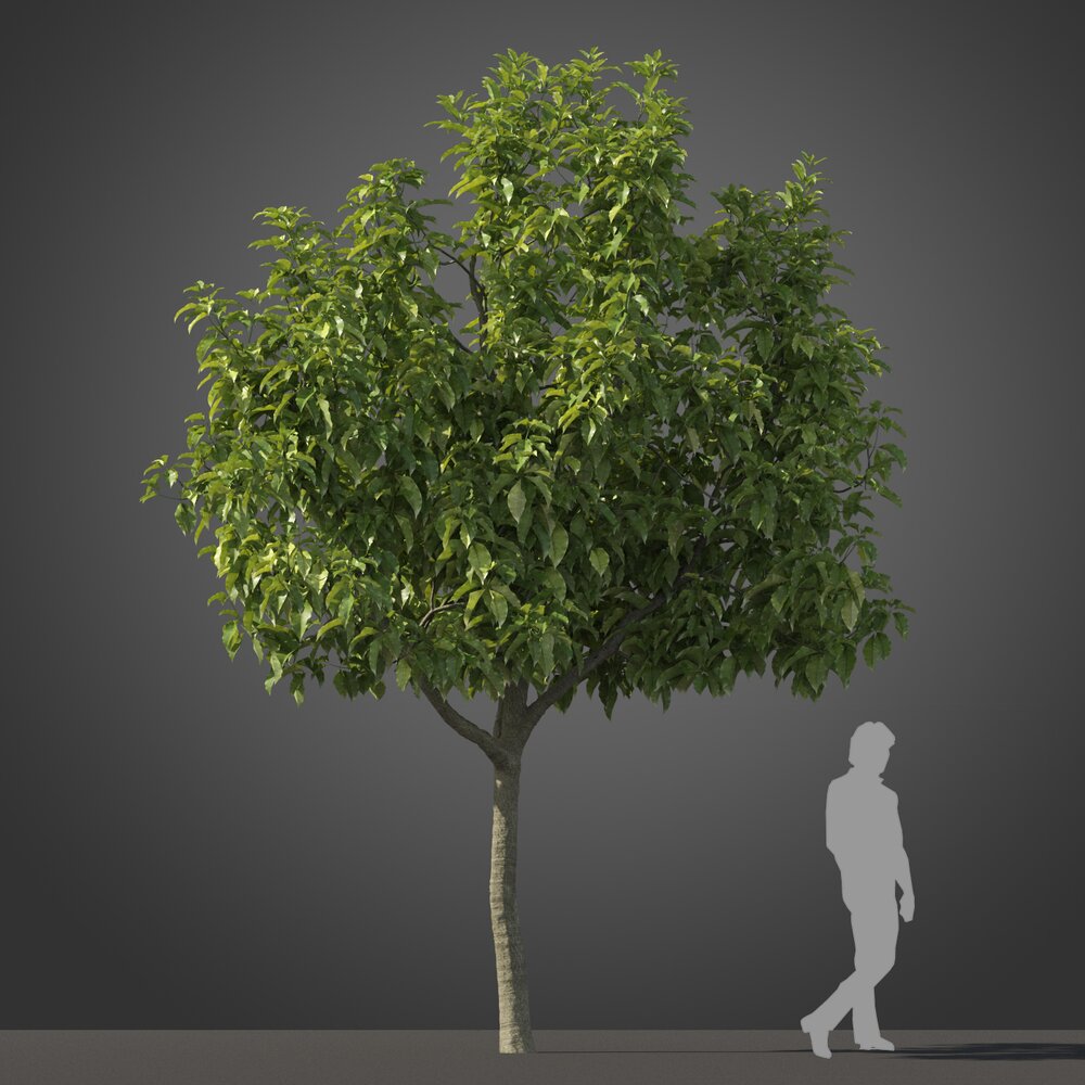 Magnolia Champaca Tree Modèle 3d