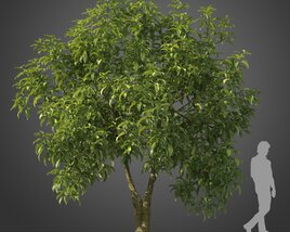 Michelia Champaca tree 02 3D-Modell