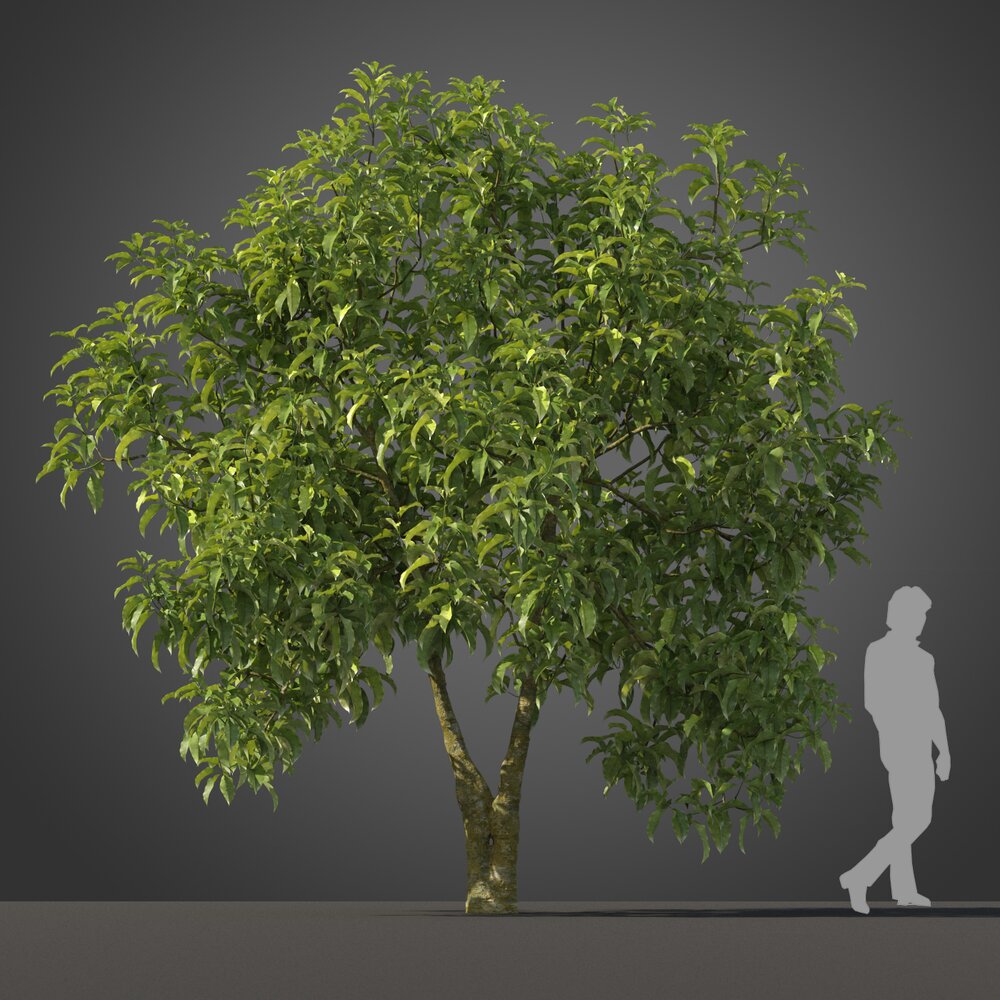 Michelia Champaca tree 02 3D 모델 