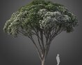 Flax-leaved Paperbark tree Modèle 3d