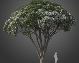 Flax-leaved Paperbark tree 3D model