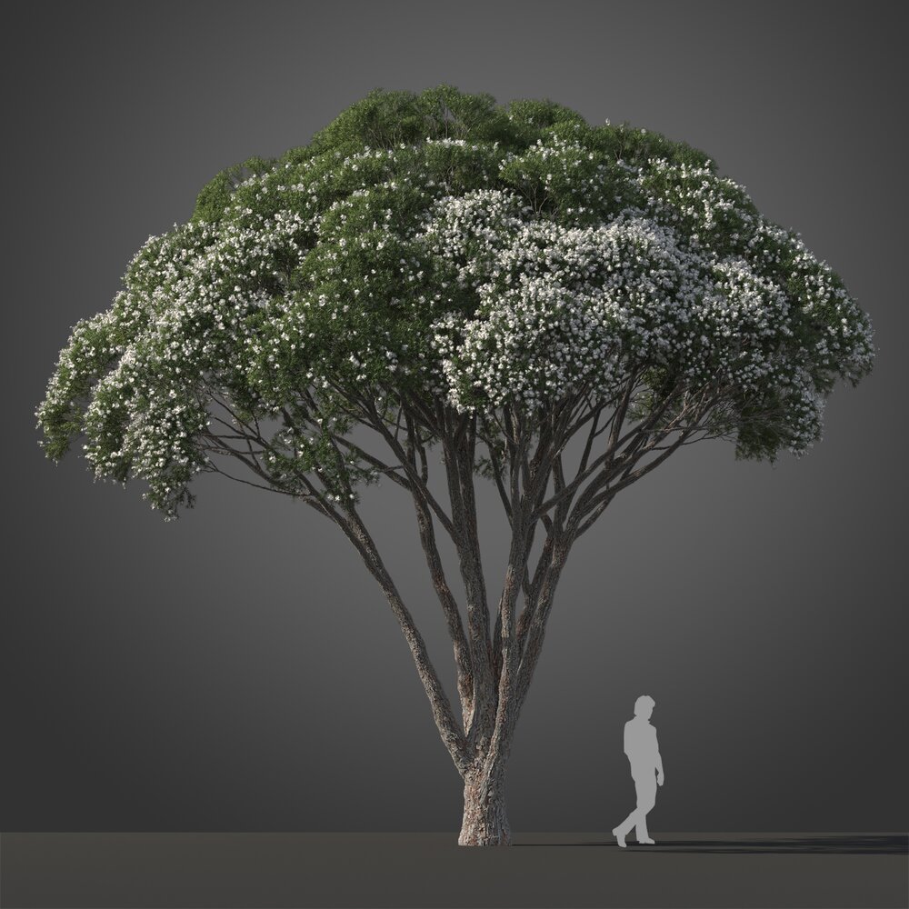 Flax-leaved Paperbark tree 3D модель