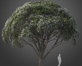 Narrow-leaved Paperbark Tree Modello 3D