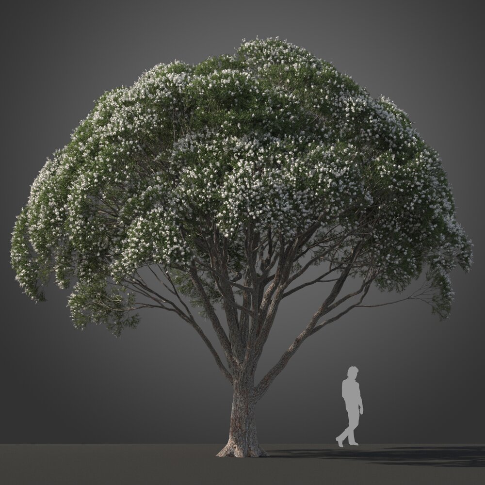 Narrow-leaved Paperbark Tree Modèle 3d