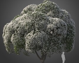 Melaleuca Linariifolia tree Modelo 3D