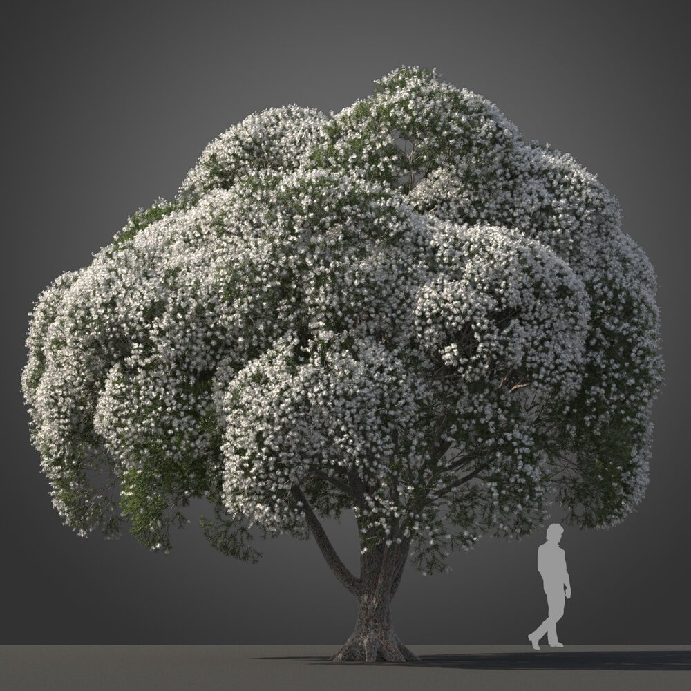 Melaleuca Linariifolia tree Modelo 3d