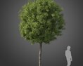 Tristaniopsis Laurina tree 02 Modello 3D