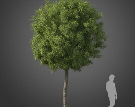 Tristaniopsis Laurina tree 02 3D model